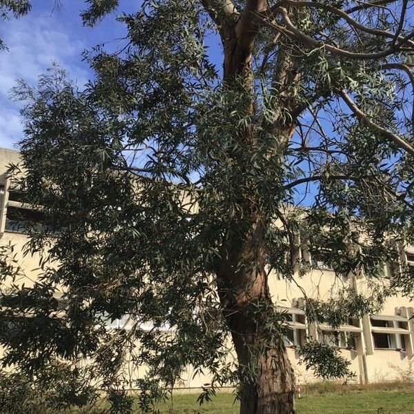 Eucalyptus parvula (Kybean gum)