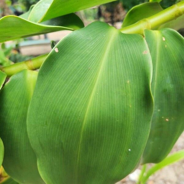 Costus spicatus Frunză