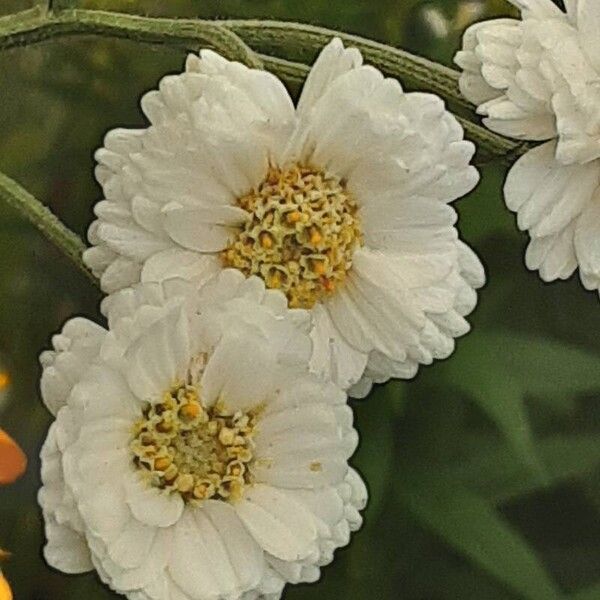 Achillea ptarmica 花