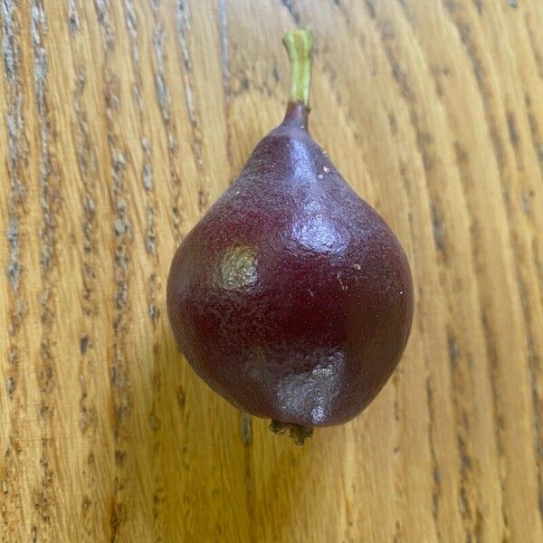 Pyrus communis Fruit