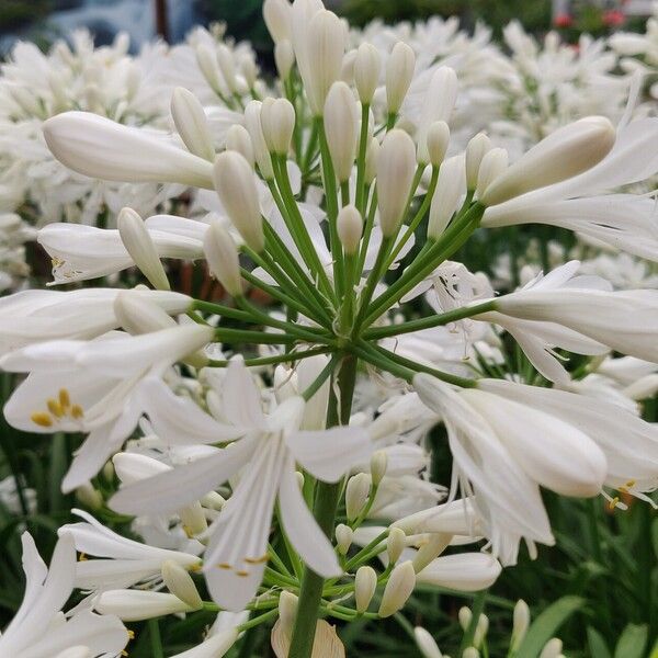 Agapanthus africanus 花