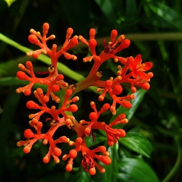 Jatropha podagrica Kukka