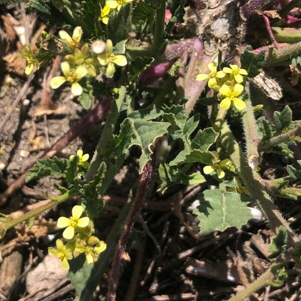 Rapistrum rugosum Ліст