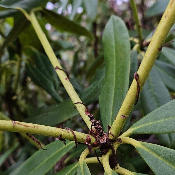 Rhododendron ponticum Rinde