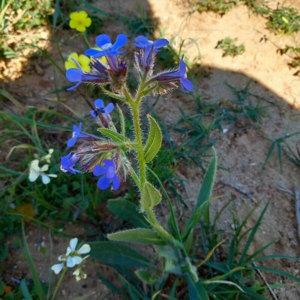 Anchusa azurea ᱥᱟᱠᱟᱢ