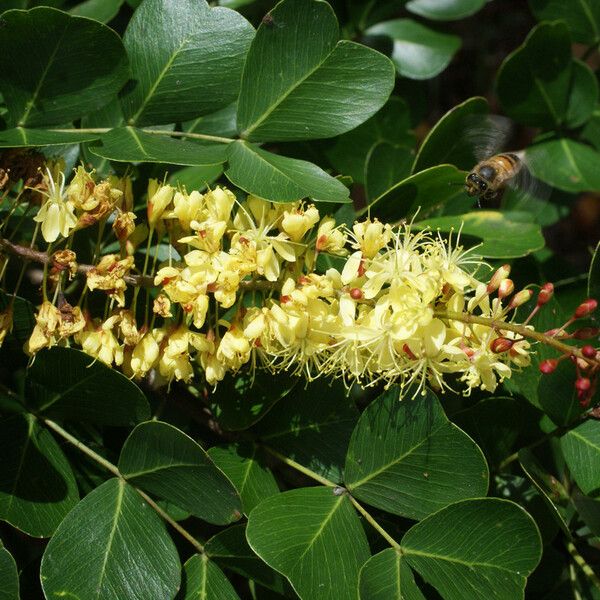 Haematoxylum campechianum Květ