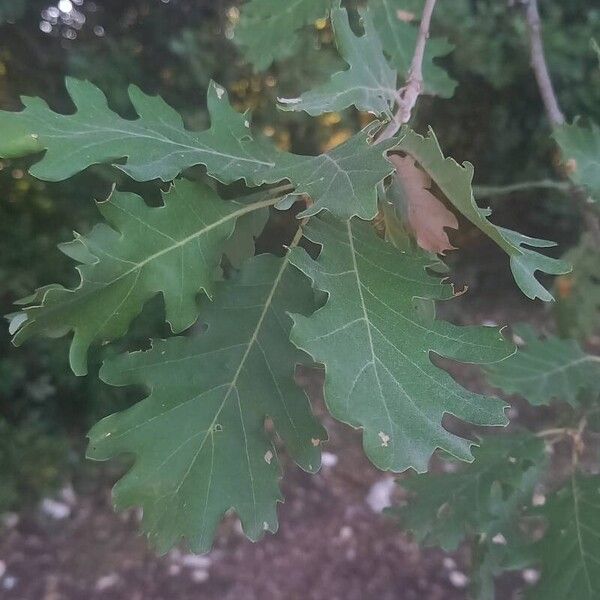 Quercus pubescens Foglia