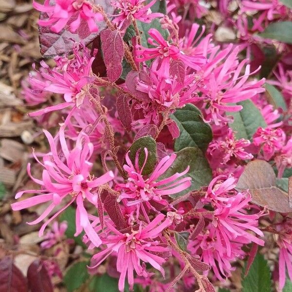 Loropetalum chinense Çiçek