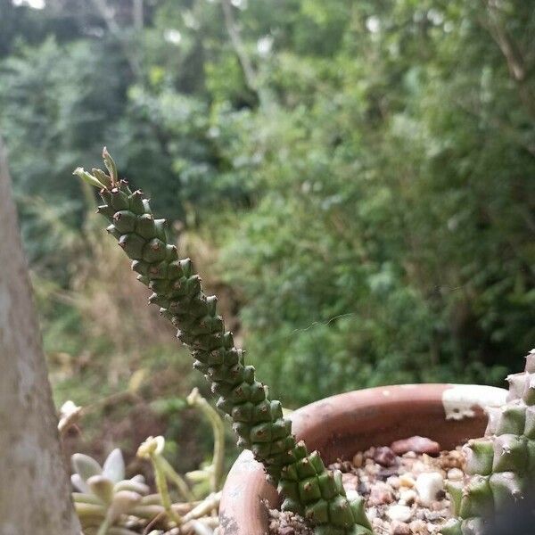 Euphorbia guentheri Fulla