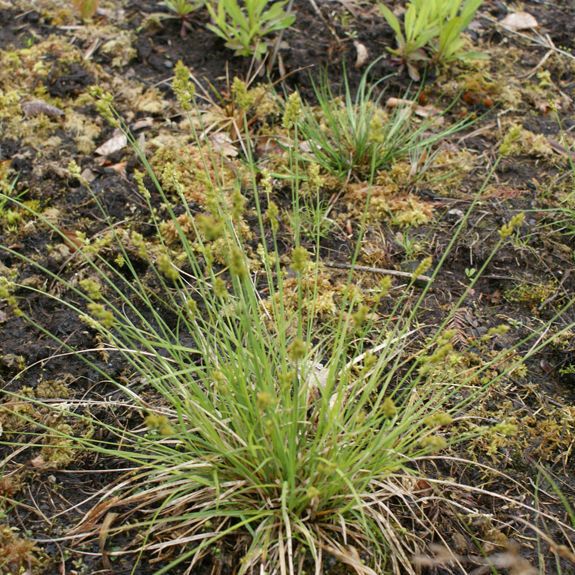 Carex brunnescens Pokrój