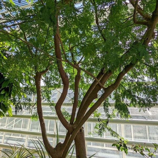 Vachellia farnesiana 整株植物