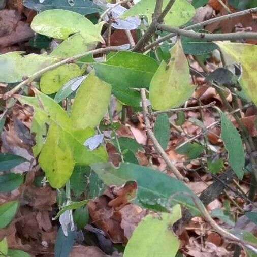 Kalmia angustifolia Blad