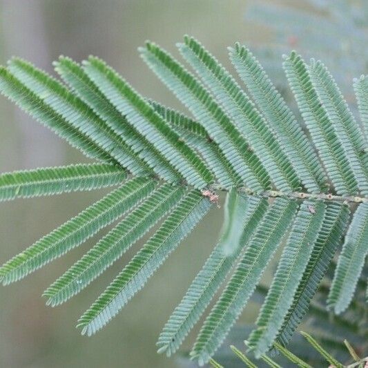 Acacia mearnsii Autre