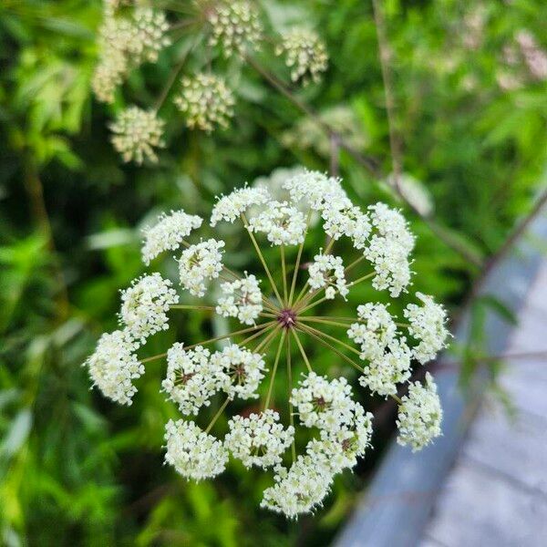 Cicuta maculata 花