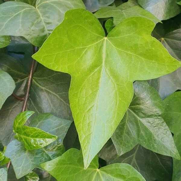 Hedera hibernica Leaf