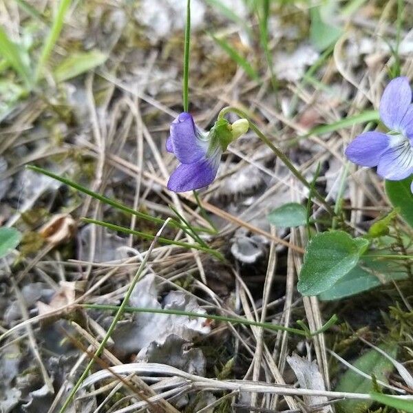 Viola canina Blüte