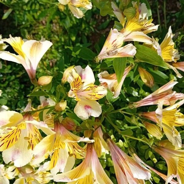 Alstroemeria ligtu Kukka