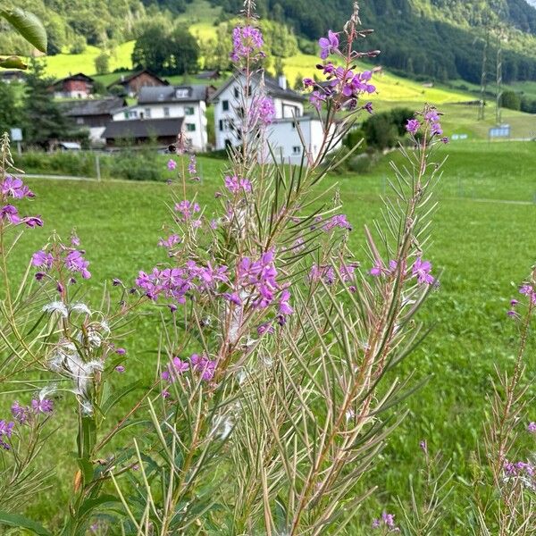 Epilobium angustifolium Flor