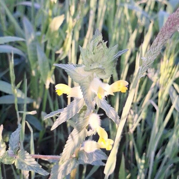 Rhinanthus alectorolophus Цвят