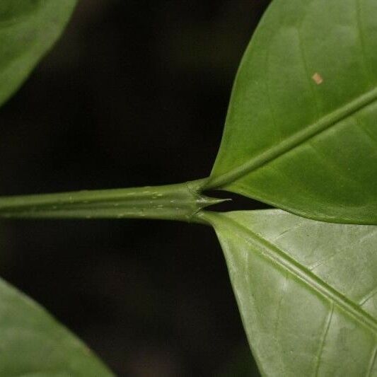 Faramea guianensis Іншае