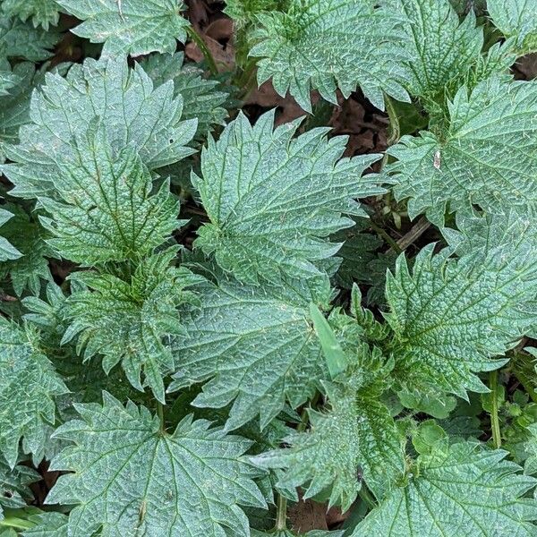 Urtica dioica Folha