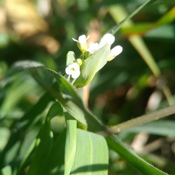 Calepina irregularis Flors