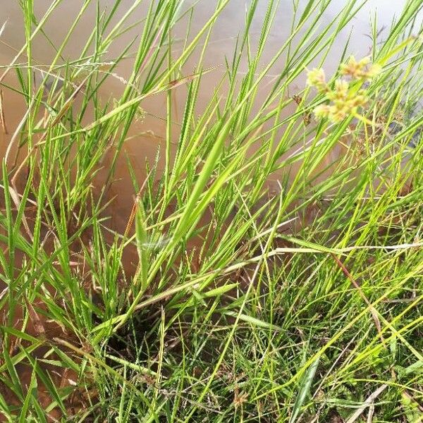 Cyperus difformis অভ্যাস