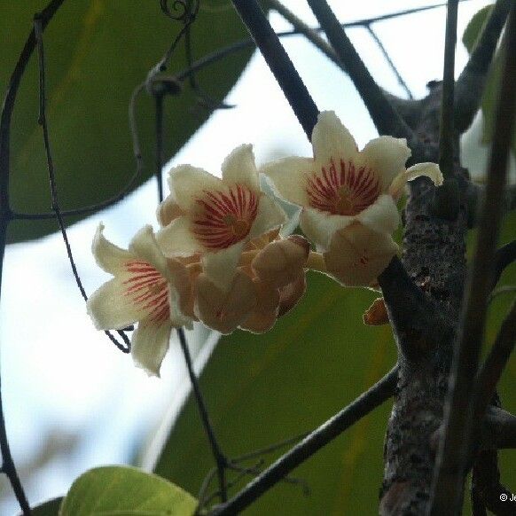 Acropogon paagoumenensis Fruit