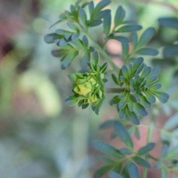 Ruta chalepensis Leaf