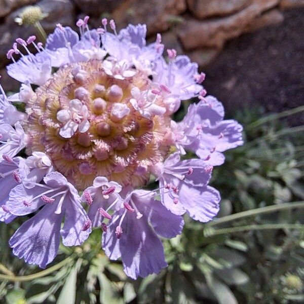 Lomelosia cretica Květ