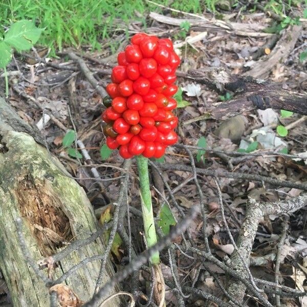 Arisaema triphyllum ফল