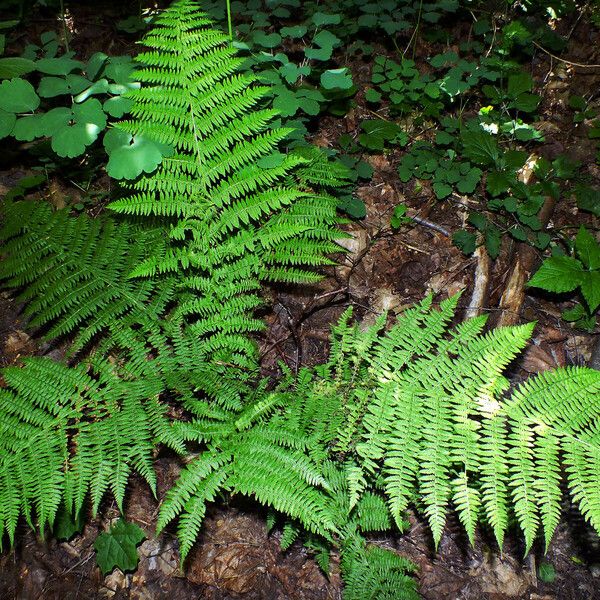 Dryopteris dilatata 整株植物