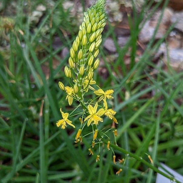 Bulbine asphodeloides Flower