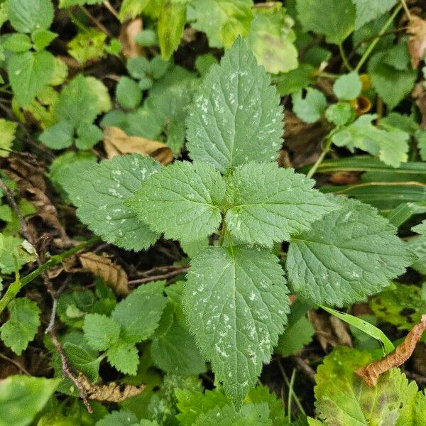 Lamium galeobdolon Blad