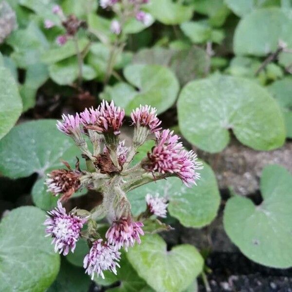 Petasites pyrenaicus ফুল