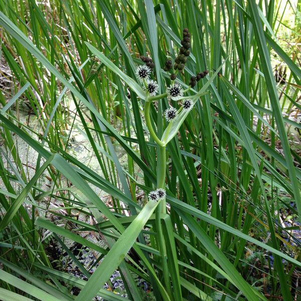 Sparganium eurycarpum Habit