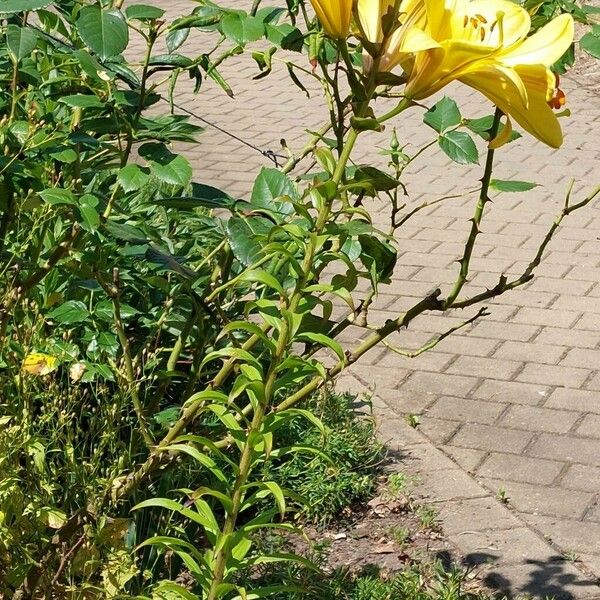 Lilium bulbiferum Habit