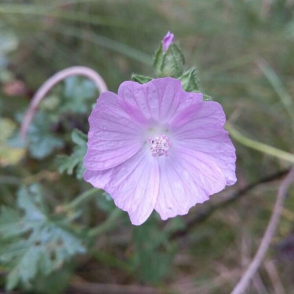 Malva alcea Кветка