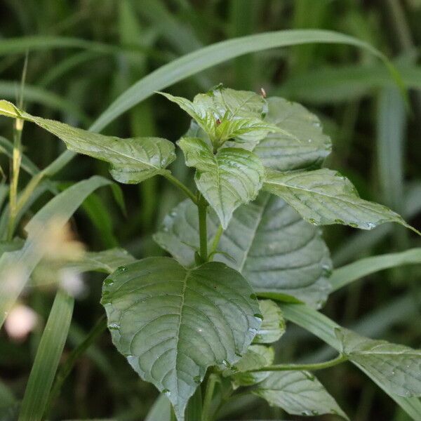 Circaea lutetiana Leaf