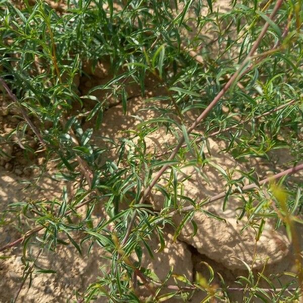 Epilobium brachycarpum Fulla