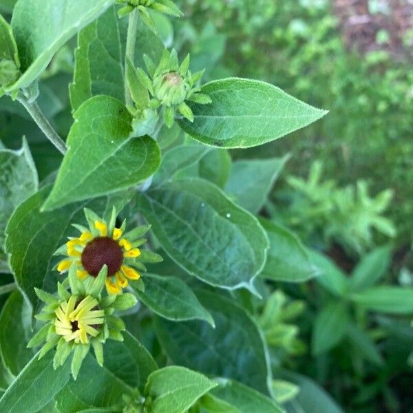 Rudbeckia subtomentosa ফুল