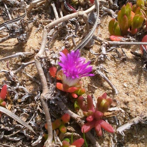 Disphyma crassifolium Floare