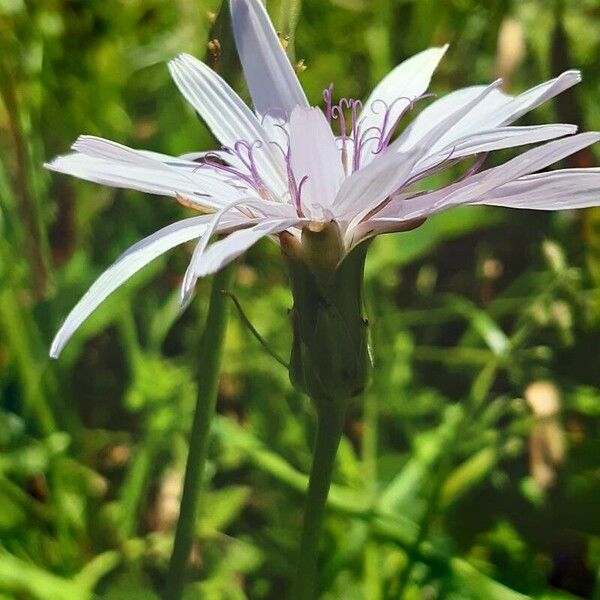 Scorzonera rosea Flower