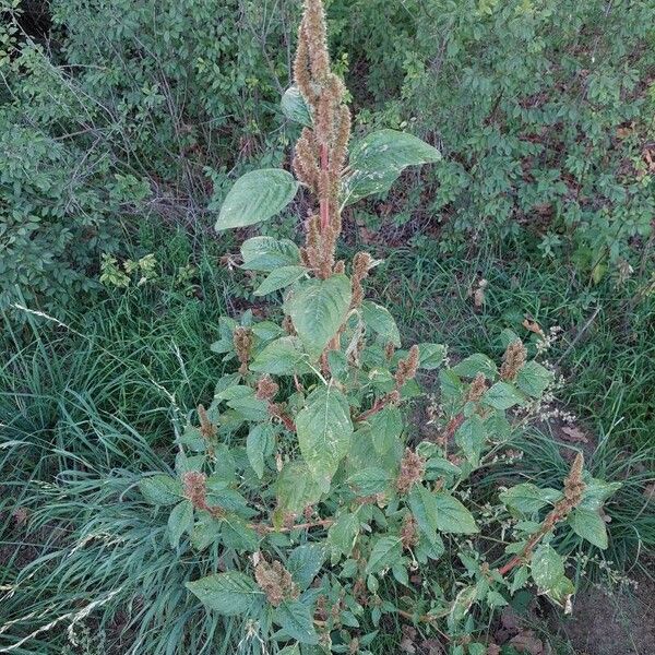 Amaranthus retroflexus Vivejo