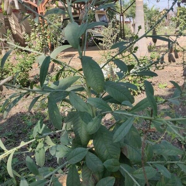 Crotalaria retusa Levél