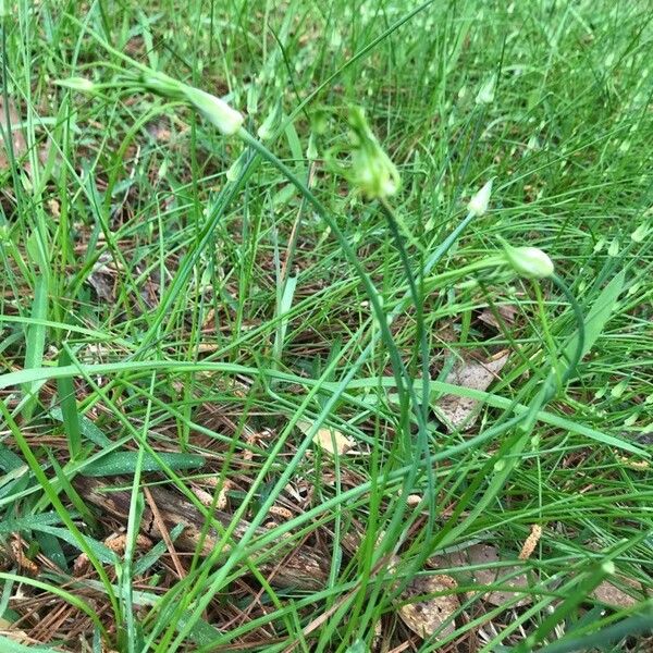 Allium canadense Hostoa