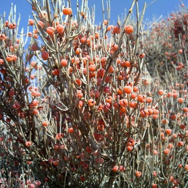 Ephedra major Liść