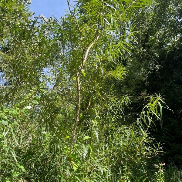 Salix viminalis Buveinė