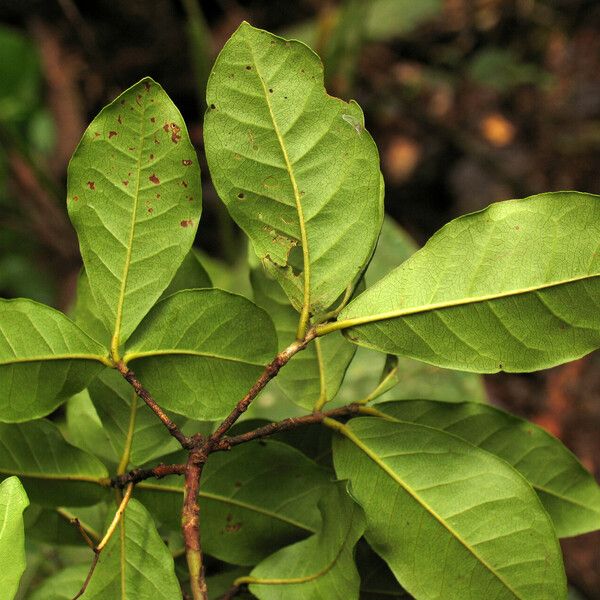 Myrcia tomentosa Leaf