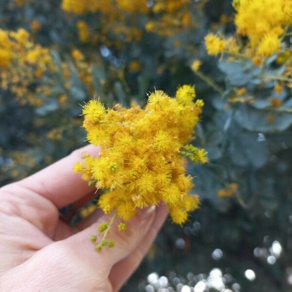 Acacia baileyana Λουλούδι